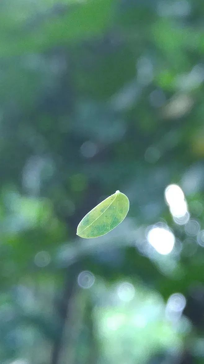 青丝白发的唯美诗句（分享10首关于青丝白发的古诗词）
