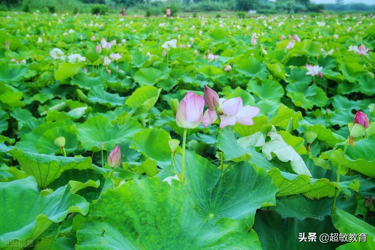 江南中的蓮葉何田田是什麼意思 - 風集網