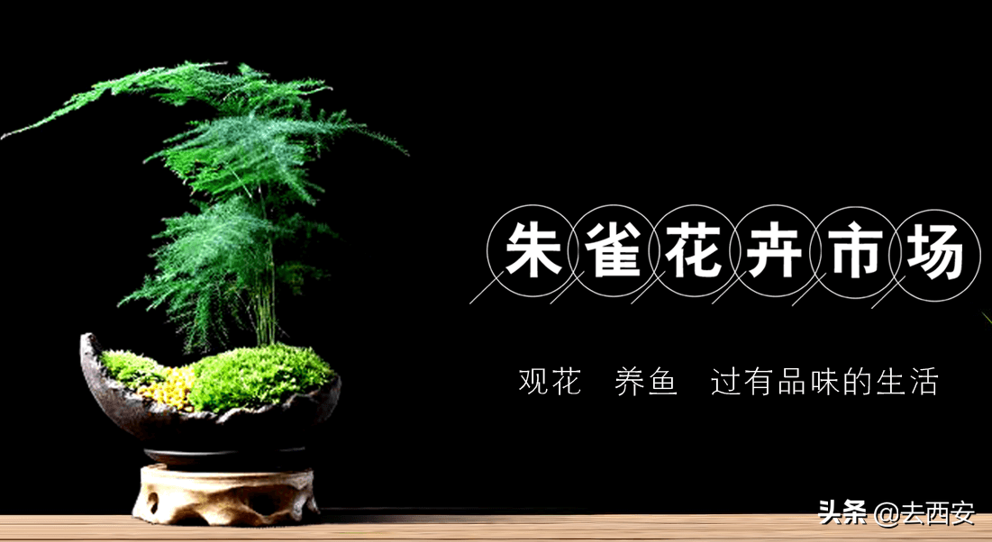 新春买花去哪里？十元能买一堆多肉植物，看看西安这6大花卉市场