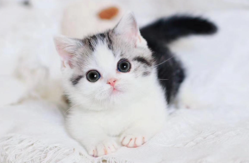 猫咪常见的6种撒娇方式，你体验过哪种？