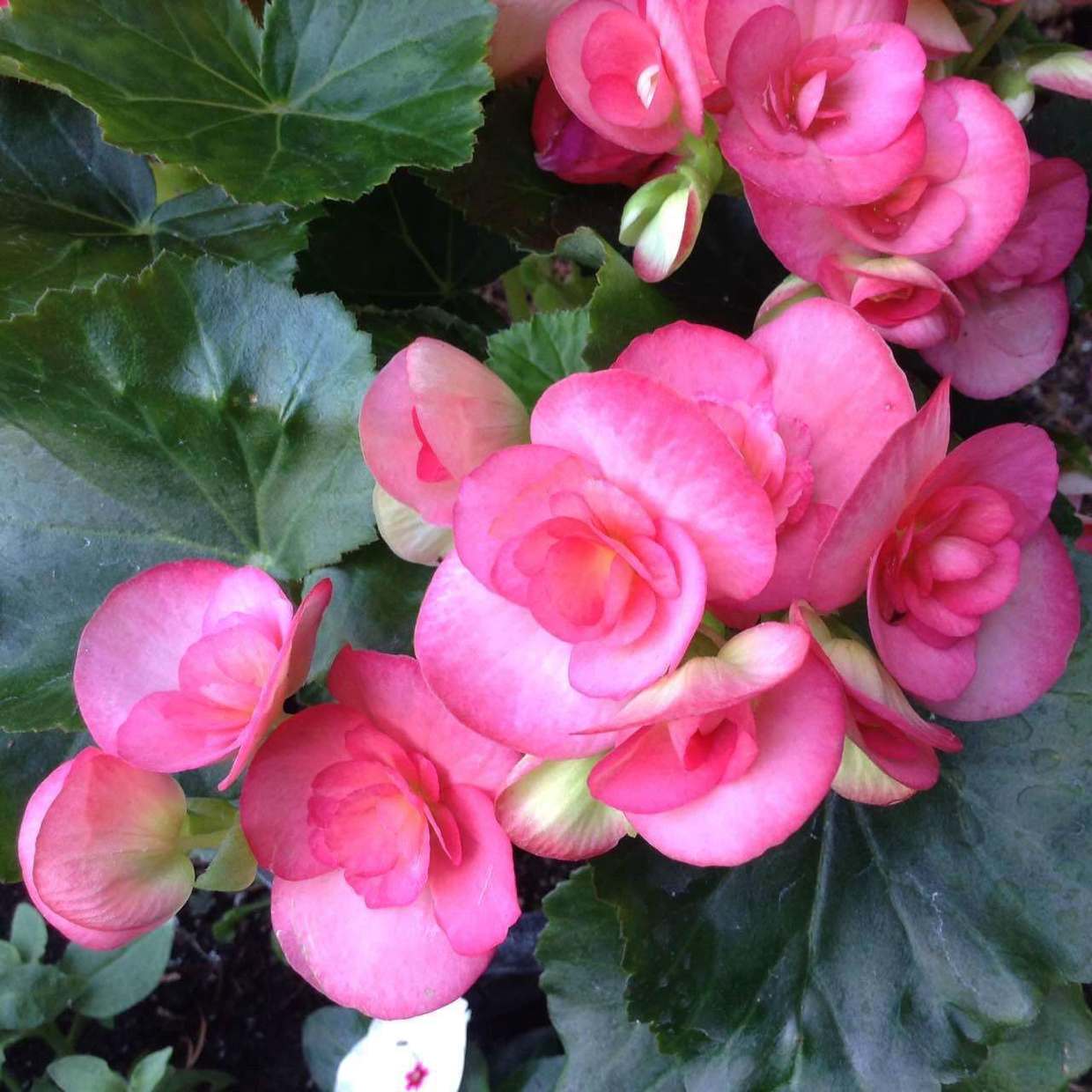 四季海棠一年都开好几次花,长得好开花时间不断,养了能四季开花