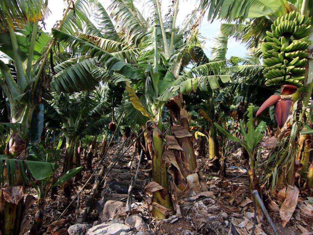 香蕉是草？体型高大的“香蕉树”为什么会被列为草本植物？