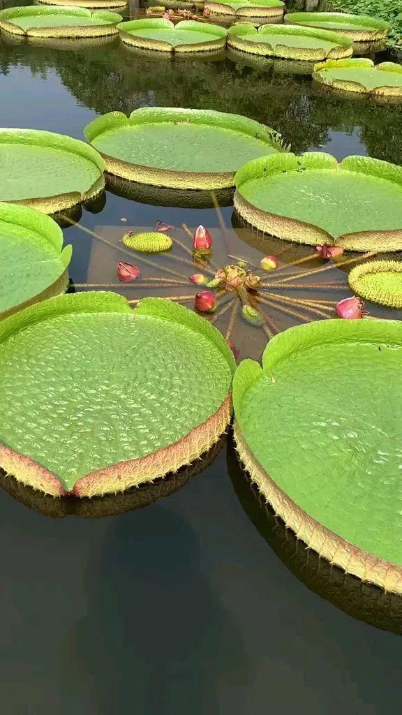 10种花太能喝水,一天一瓢水,7天爆满缸