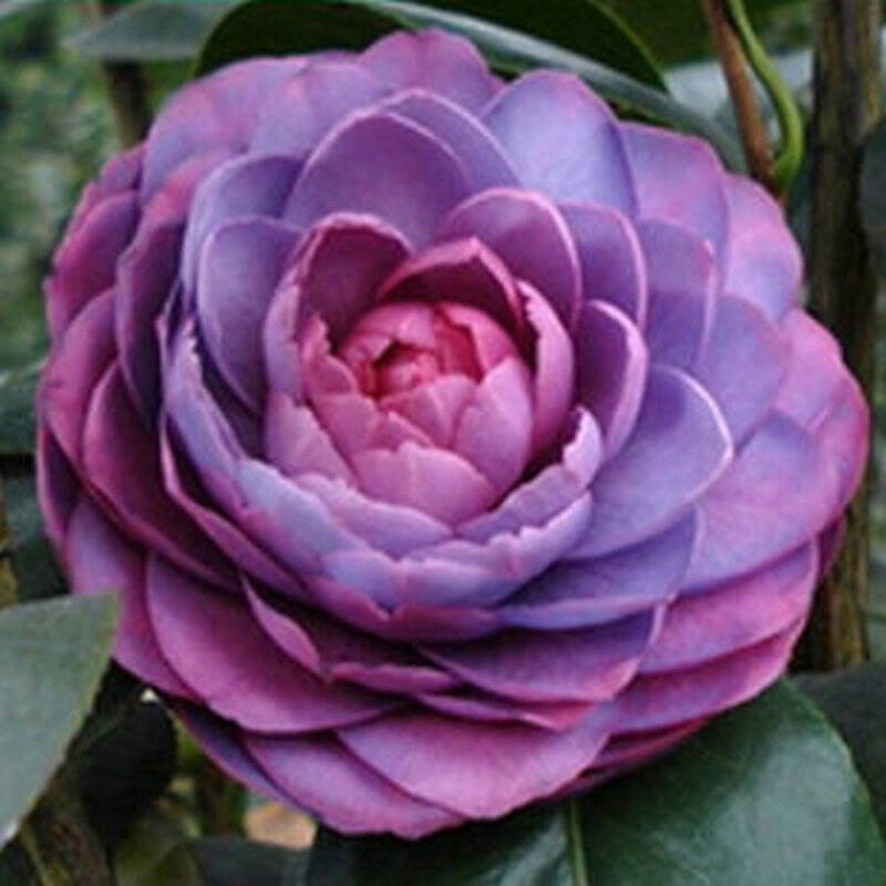 复色紫玫瑰茶花图片