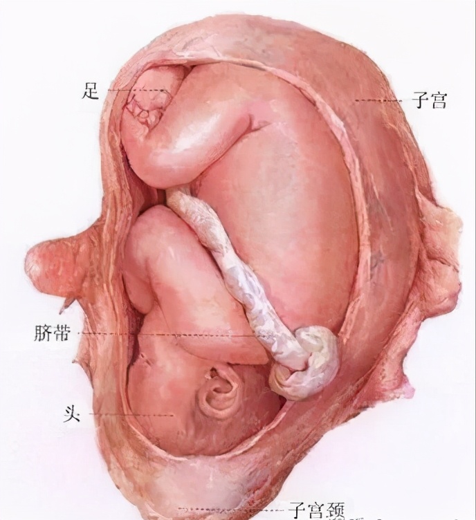 女子同房到怀孕图解