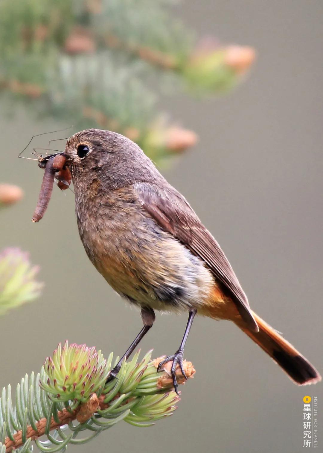 雌性的蓝额红尾鸲,摄影 吴玮雀总科则同时包含了最常见麻雀,文鸟.