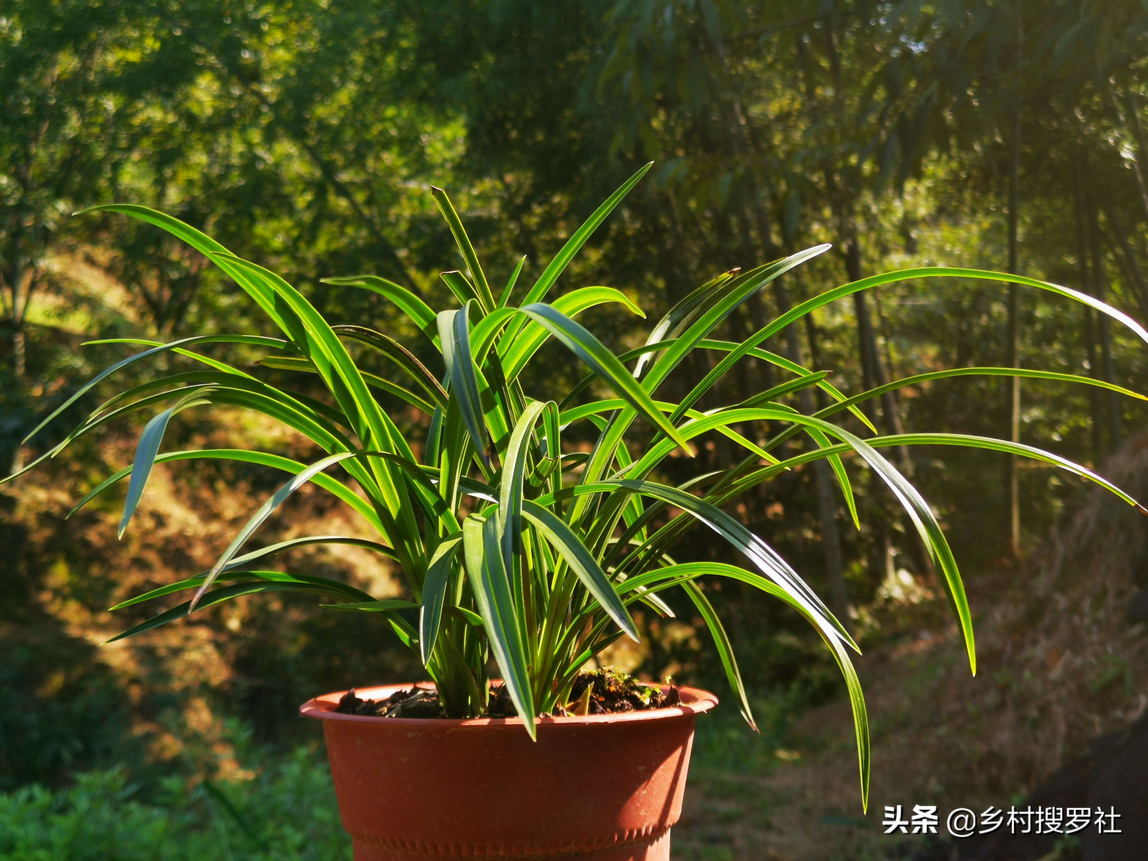 兰草花用什么肥料最好（兰花最喜欢的3种肥料）