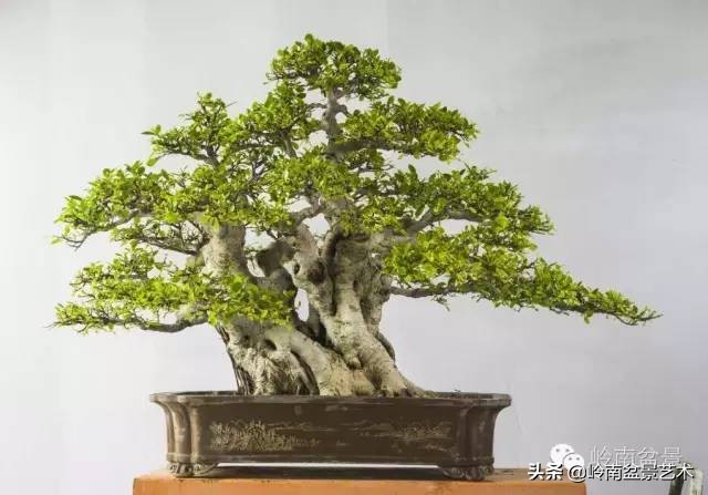 榕樹盆景圖片,榕樹盆景圖片大全欣賞