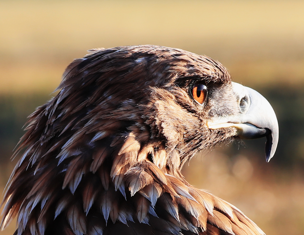 隼和鹰的区别图片(图文讲解二者之间的区别)