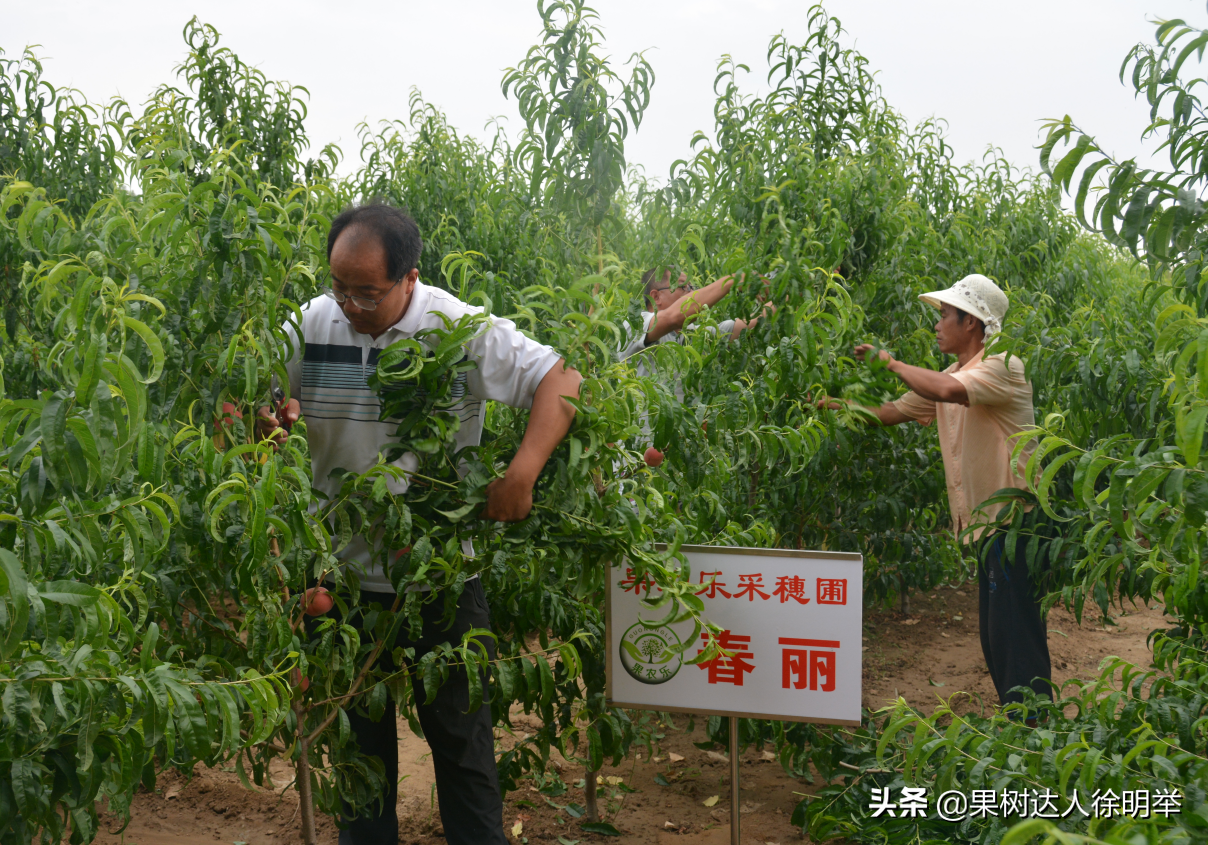 桃树夏季嫁接时间和方法（桃树夏天嫁接时间和方法）-第8张图片-昕阳网