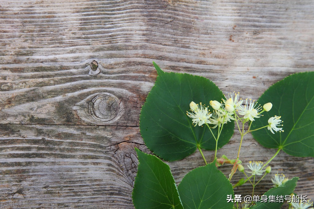 花语正直(什么花代表正直高洁)