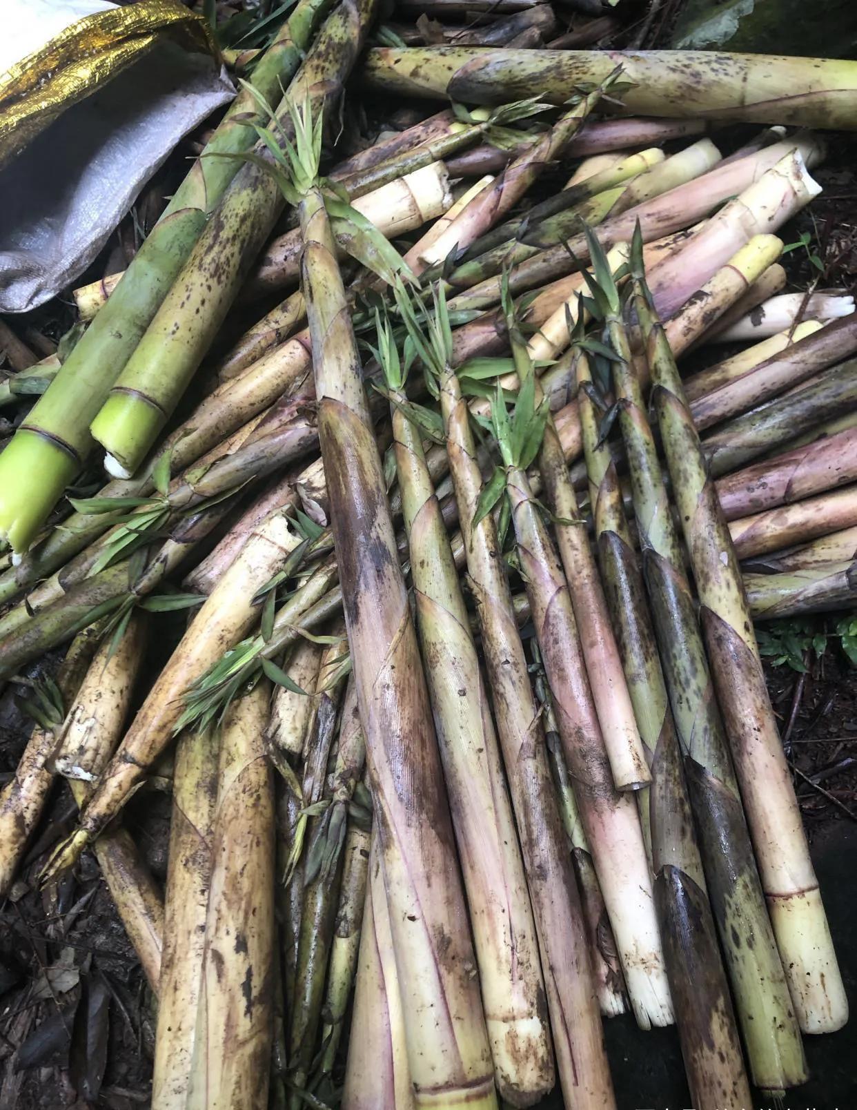 41种常吃的野菜,人间至味～你认识哪个野菜呢?