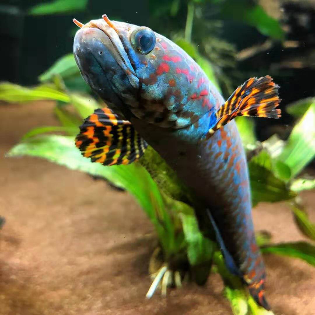 雷龙鱼,冷门观赏鱼,蒙尘的珍宝观赏鱼