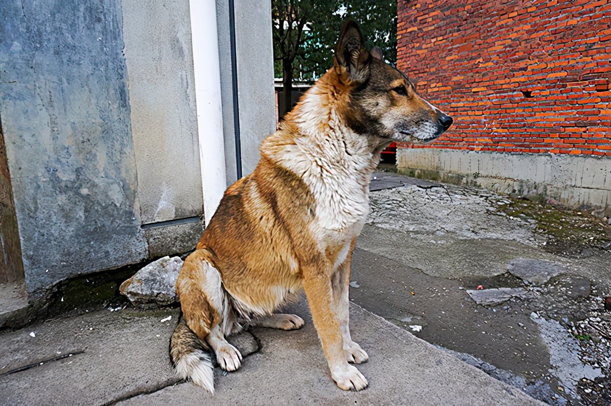 黑狼犬圖片(這幾種狗) - 赤虎壹號