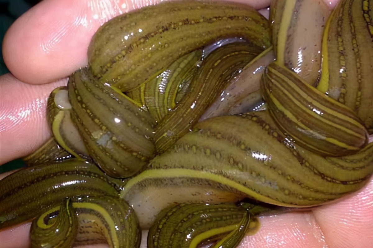 水蛭的药用价值 长期吃水蛭能打通脑梗塞吗-百科叔叔