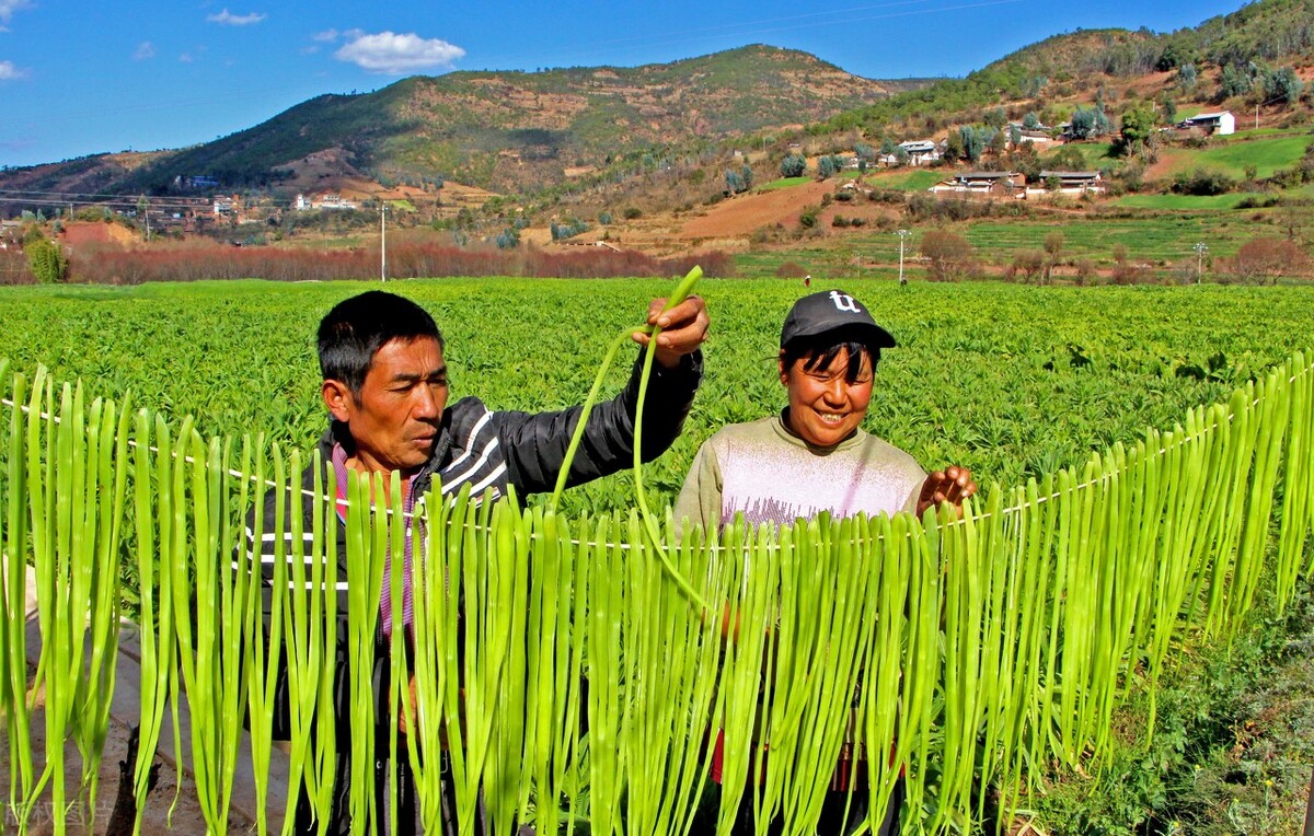 莴笋的“兄弟”，晒干后叫“贡菜”，常年20元每斤，1年能种两季