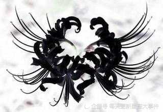 彼岸花的花语 彼岸花最火的文案-千百号