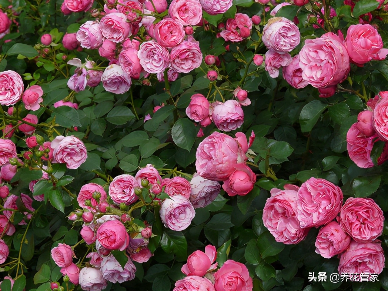 藤本月季和爬藤月季的区别（月季的五大类型及特点）