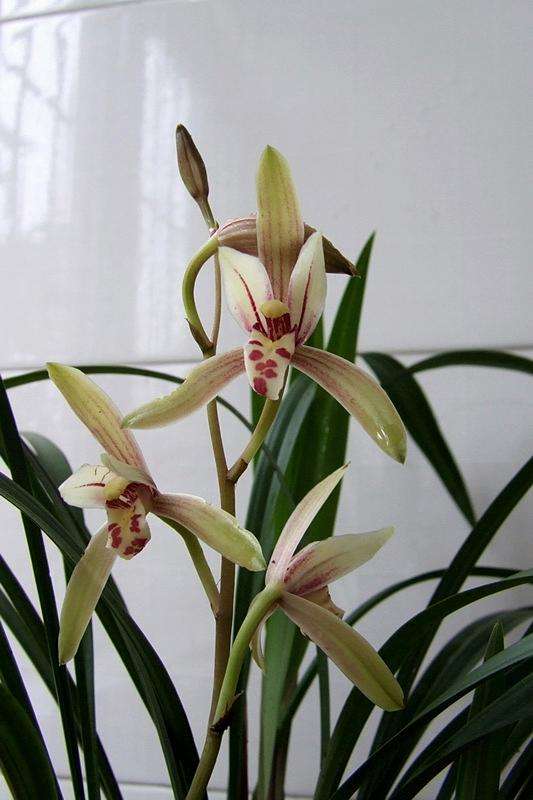 曲径通幽处_曲径通幽意思 齐齐哈尔诗词网