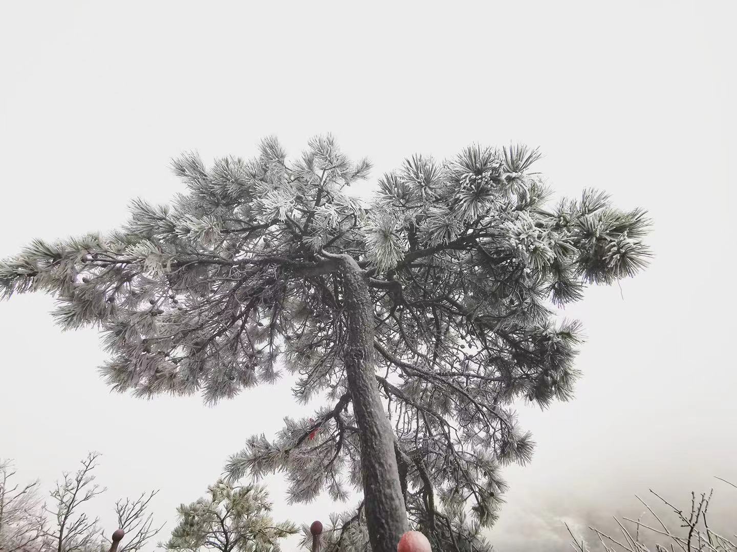 山东7市迎暴雪~雪后十大景点美爆，快来看