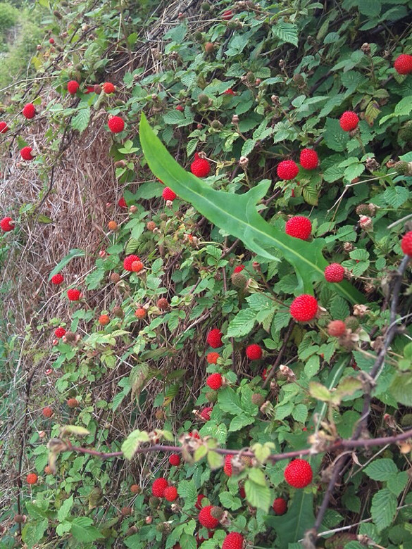 5树莓野草莓在我国主要分布在四川,云南,贵州等地