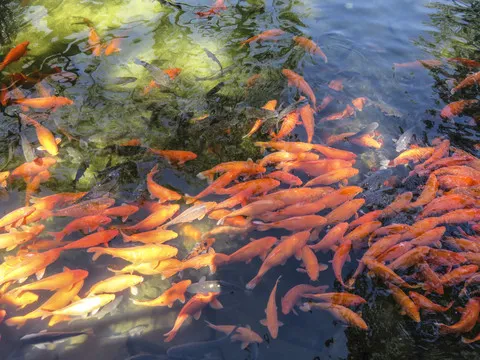 早上喝了木兰的坠落变成露水，晚饭是秋菊落英