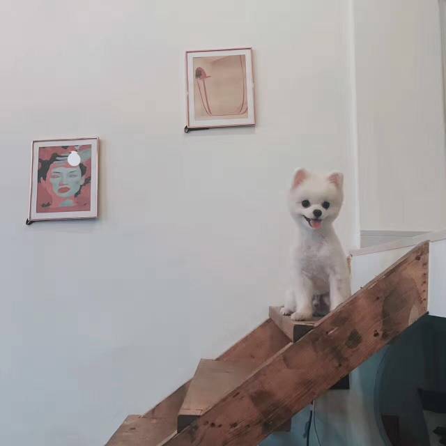 上海35㎡蜗居，爆改后惊艳变身一室一厅有花有草的小复式