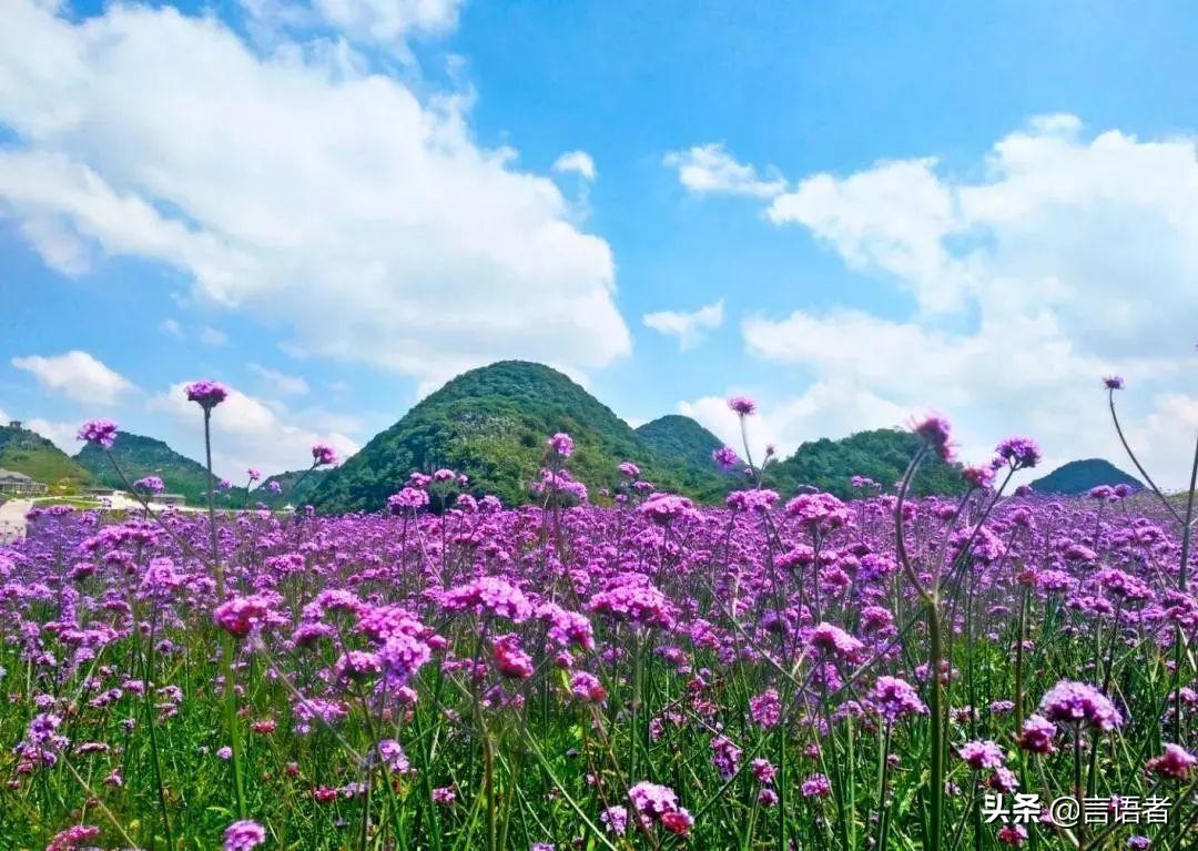 贵州十大薰衣草花海,贵州的普罗旺斯