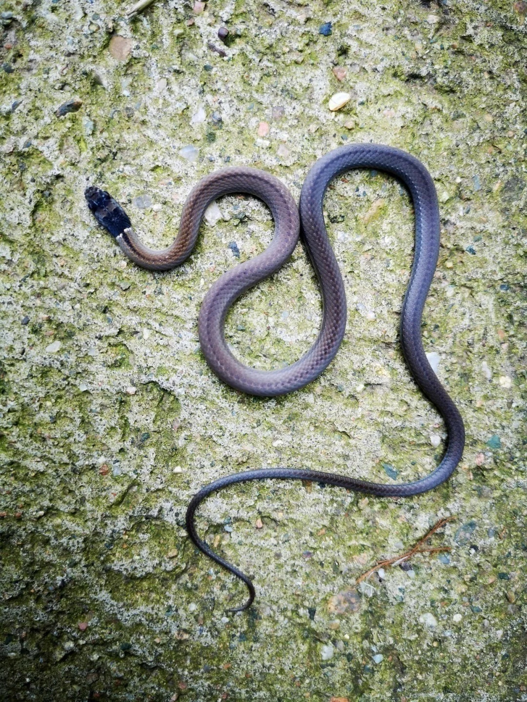 观往知来 | 认识北京的蛇