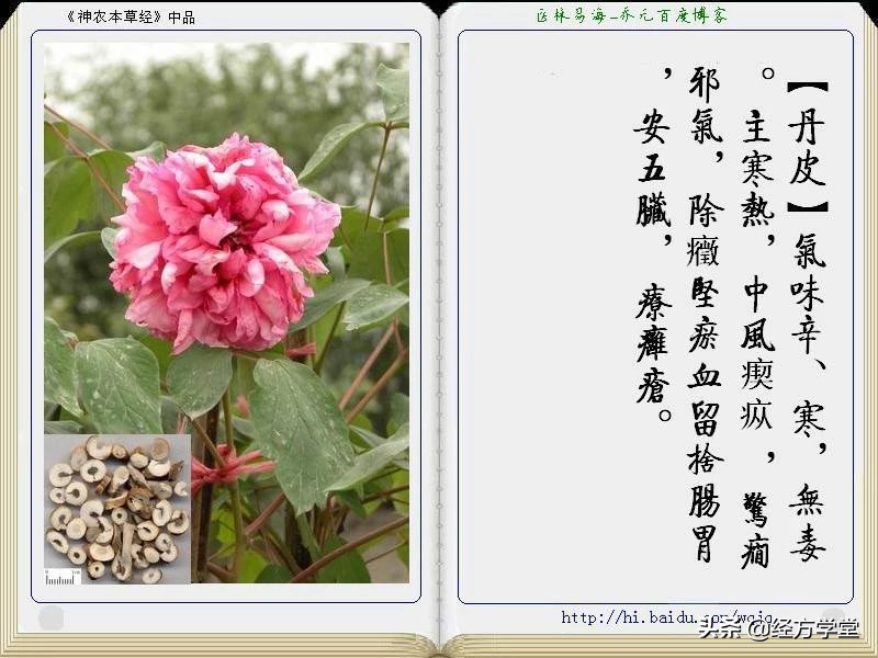 《神农本草经》全册图文解析 建议收藏