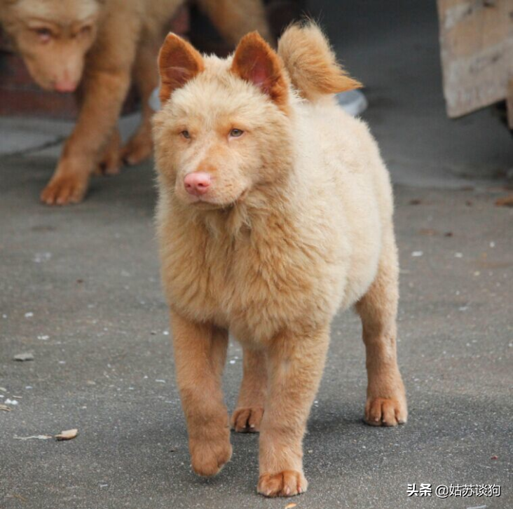 五红犬百科（科普关于五红犬的种类小知识）