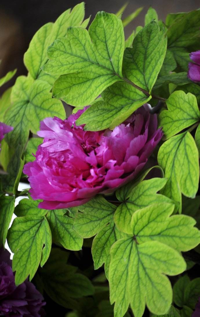 凤丹和牡丹花的区别,有叶无叶都能分辨!