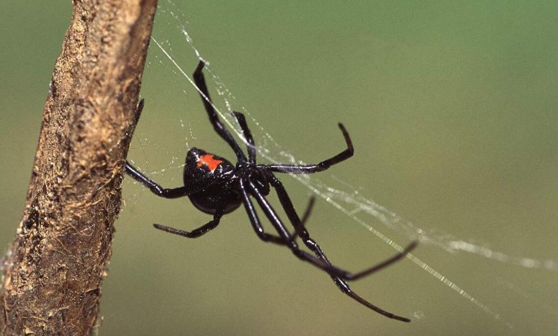 世界第一毒蜘蛛毒性图片