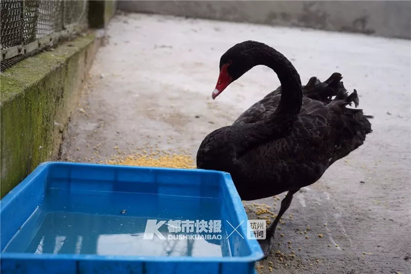 春天到了，狐狸、猕猴、孔雀、梅花鹿、鸵鸟、貉子……都“嗨”到城市里来了！