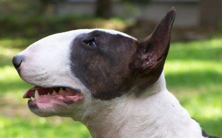 世界十大凶犬 最恐怖的狗排名第一 - 汽车时代网
