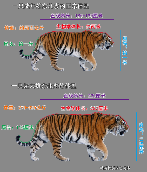 东北虎的资料「十大传奇老虎排名」-友友