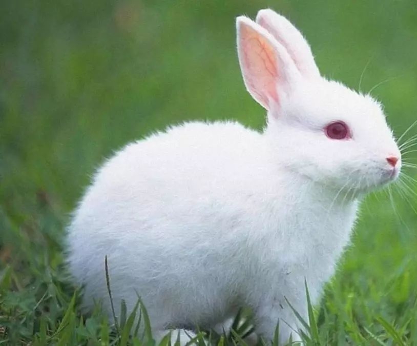 一个月兔子怎么养正确方法图文