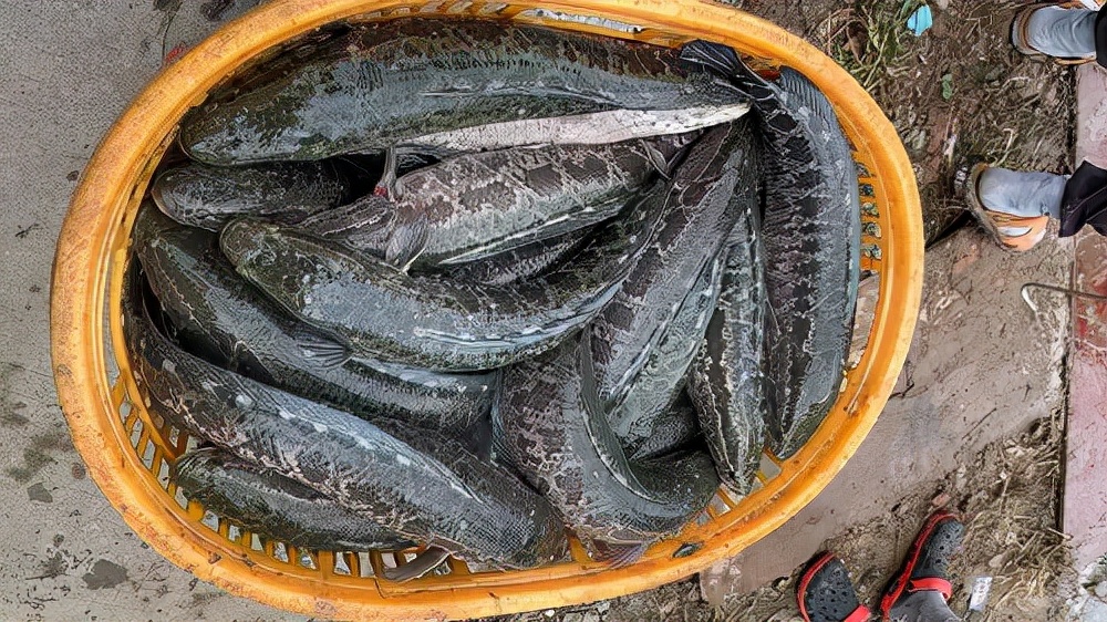 生魚今日的塘頭價,廣東生魚今日塘頭炌-皮皮自媒體