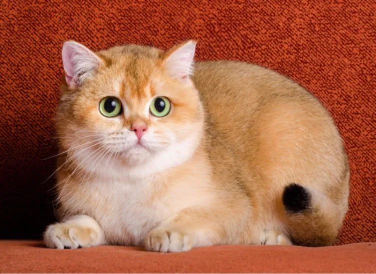 最容易饲养的3种猫咪，养到的人都在偷着乐呢