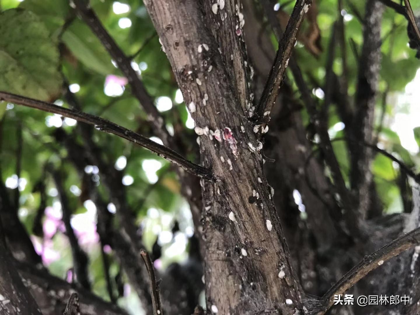 十月份病虫害仍在继续，秋植工作也将开展，如何做让工作更有条理