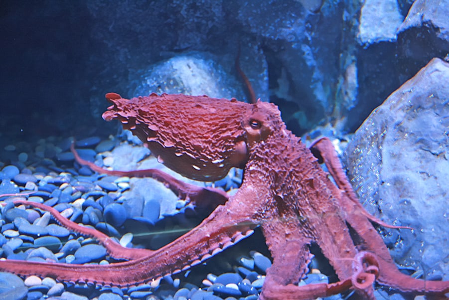 北太平洋巨型章鱼(水蛸)是目前已知体型最为巨大的章鱼,臂跨甚至可以