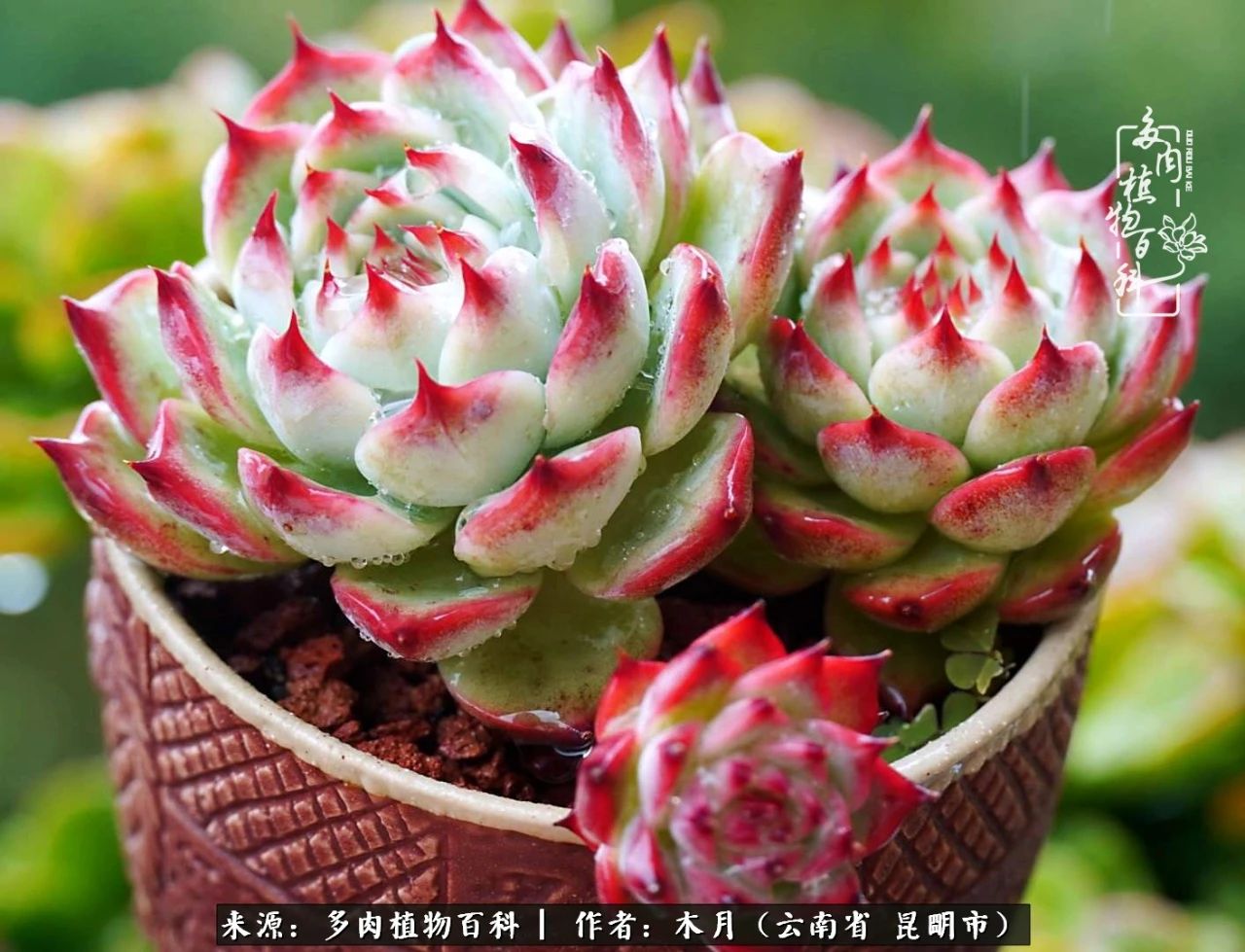 比利时玫瑰老桩怎么养忌讳什么「科普」 -骁龙网