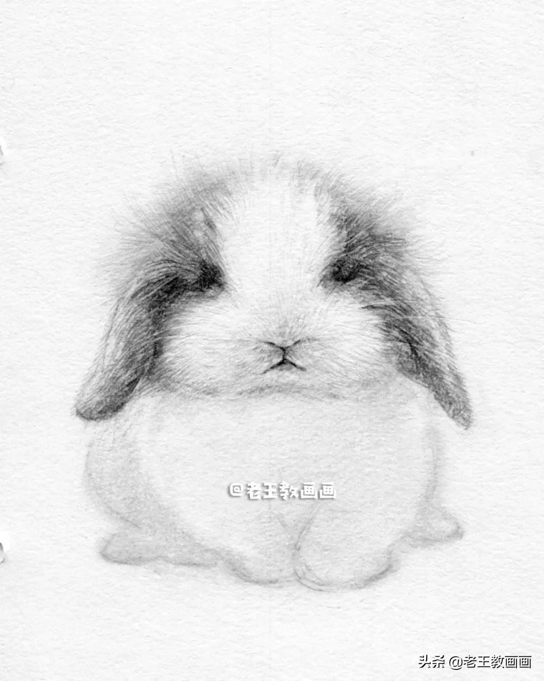 怎么画兔子(怎么画兔子才好看)