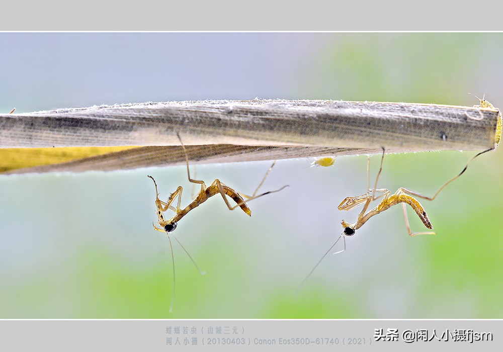 蝗虫和蚂蚱的区别螳螂(昆虫摄影：小常识，为什么昆虫幼体，有幼虫和若虫两种叫法)