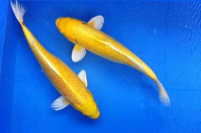 白玉凤凰鱼怎么养详细介绍「干货」 -骁龙网