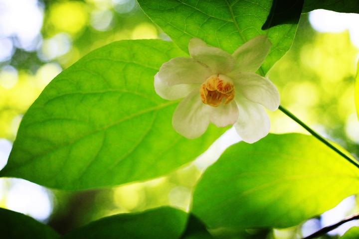 植物园属于哪个区(@广大市民游客，五一杭州植物园最全赏花攻略送上)