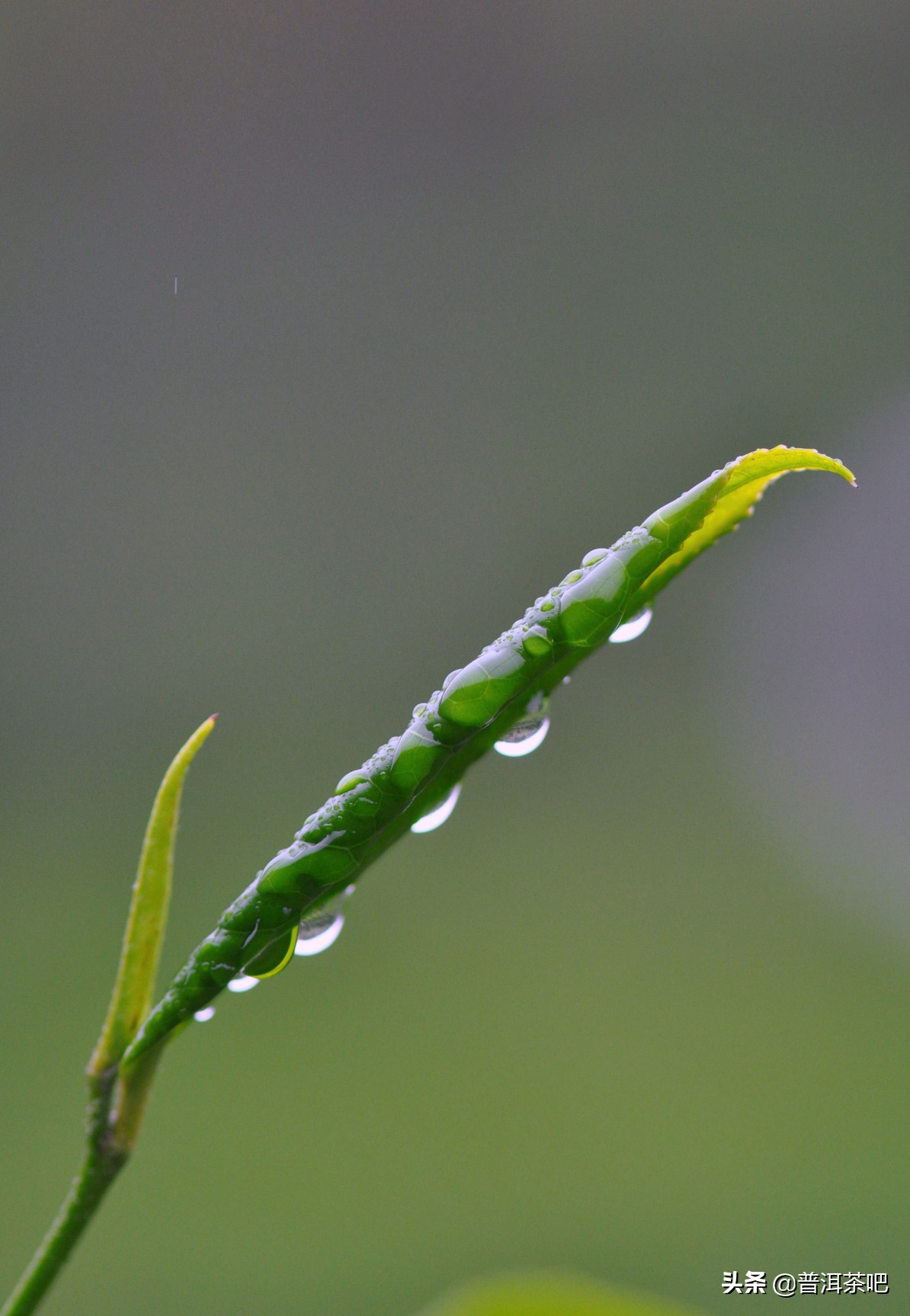 细雨绵绵的日子,一个人,一杯茶