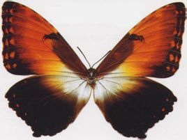 珍蝶科的蝴蝶（带你认识各种点缀自然五彩斑斓的蝴蝶）