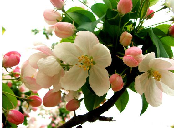 苹果花是什么颜色（苹果花外形及其科目介绍）