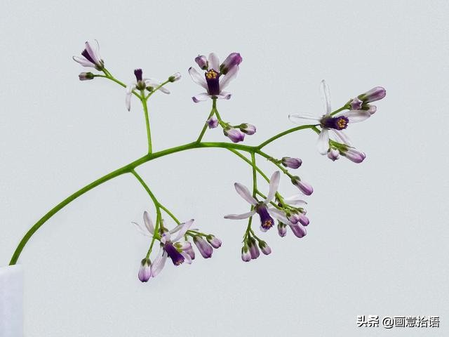 楝(liàn)花即苦楝花,别名苦苓,金铃子,始于暮春,收梢于初夏.
